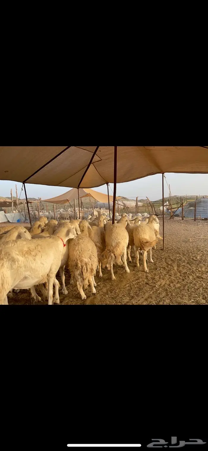 غنم حرية جرروم صنف وبره 45 7