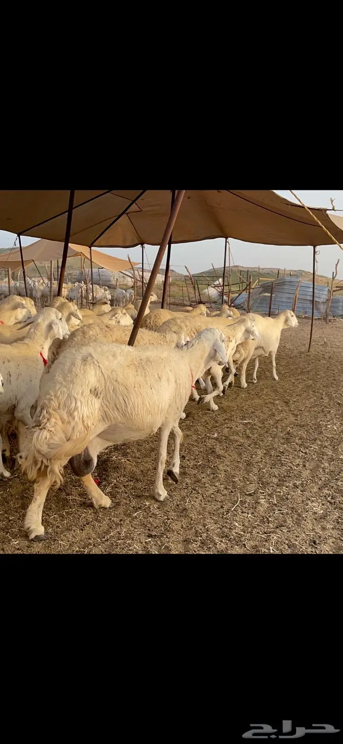 غنم حرية جرروم صنف وبره 45 8