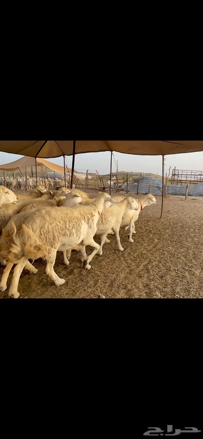 غنم حرية جرروم صنف وبره 45 0