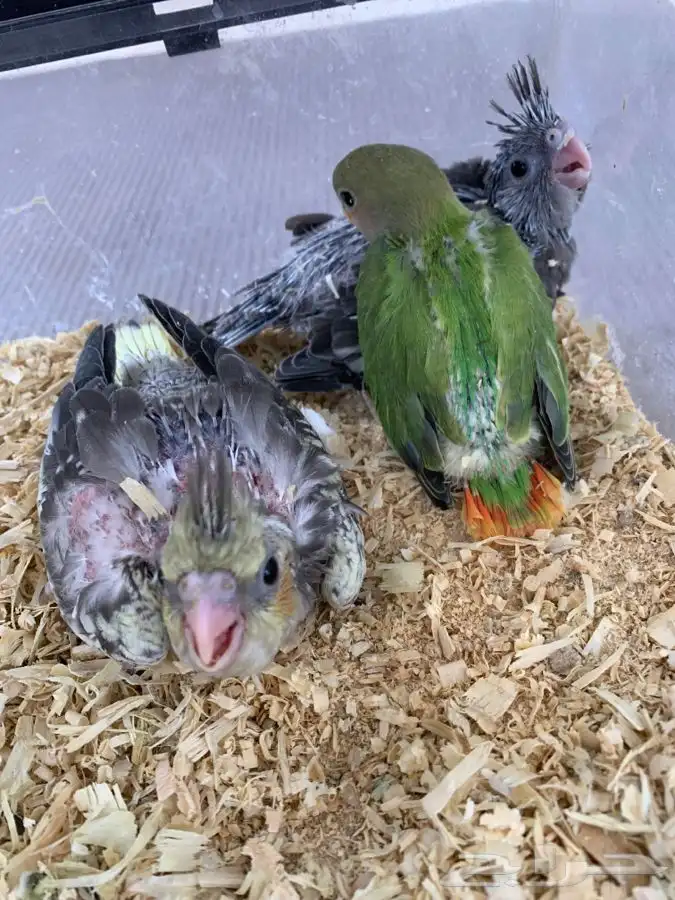 فروخ روز و كروان 0