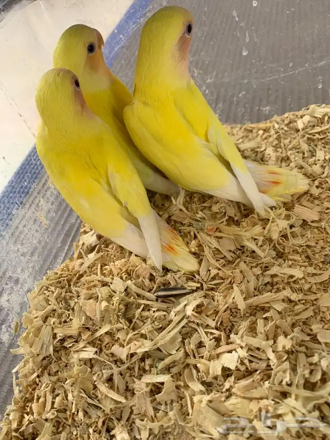 فروخ روز و كروان 1