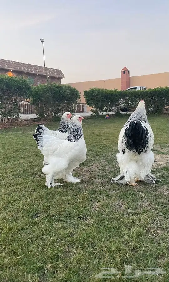 للبيع صوص براهما كولومبي سلالة كونك(تم البيع ) 3