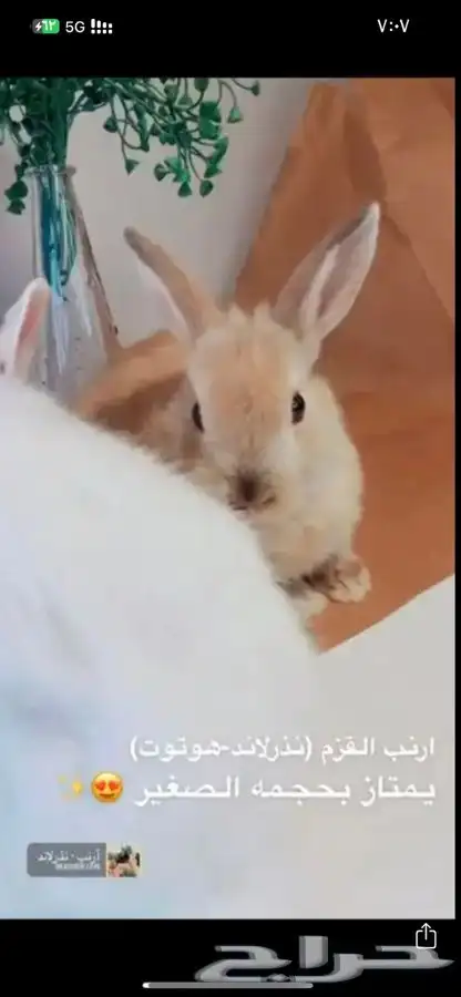 ارانب القزم متوفر تمارا 4