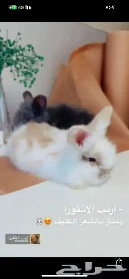 ارانب القزم متوفر تمارا 1