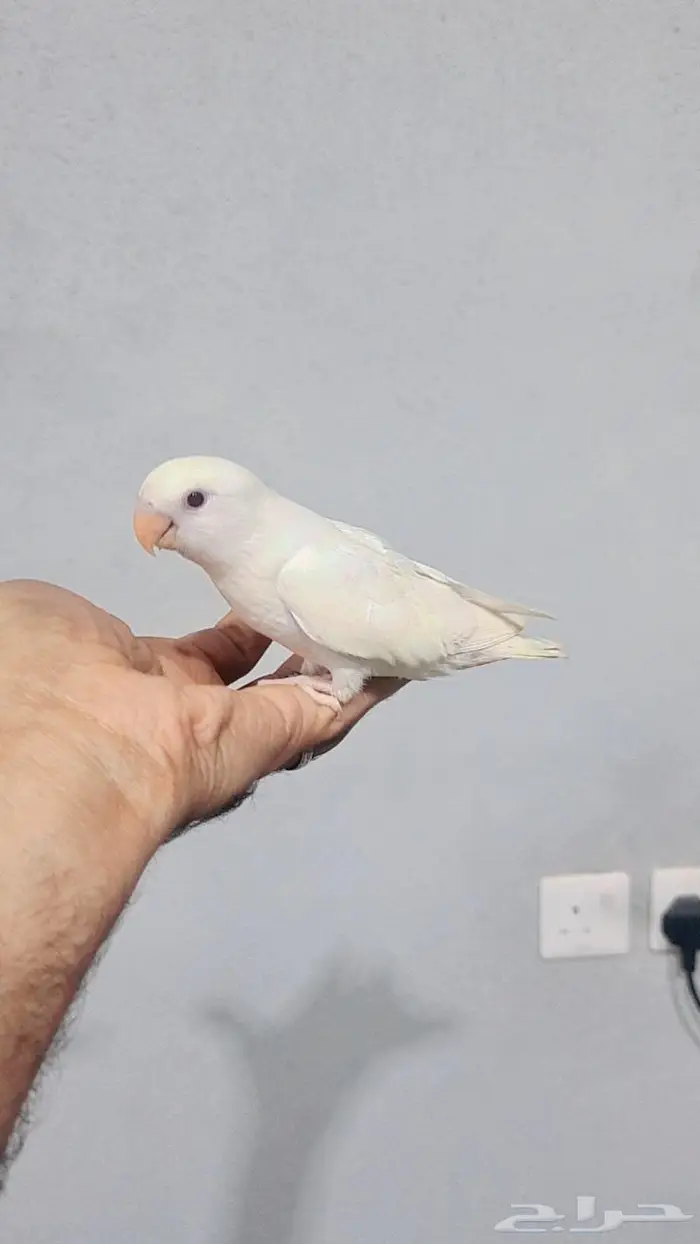 زوج روز محلل 0
