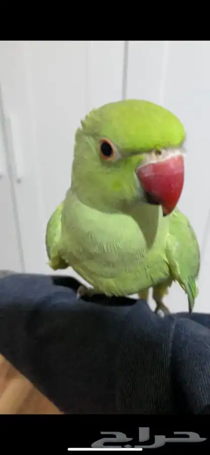 ببغاء درة اليف بدايه كلام 2