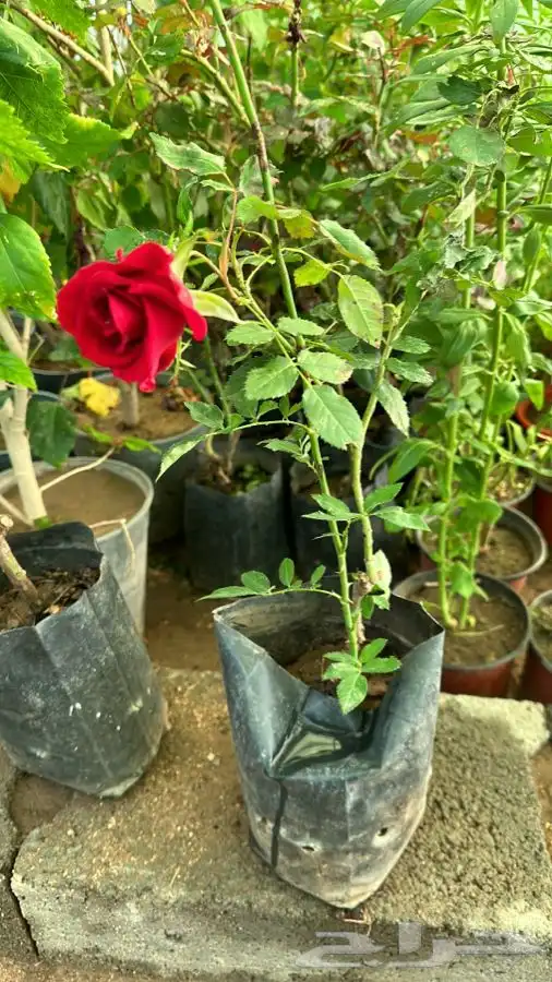 أشجار وشتلات مع التوصيل والزراعة 5
