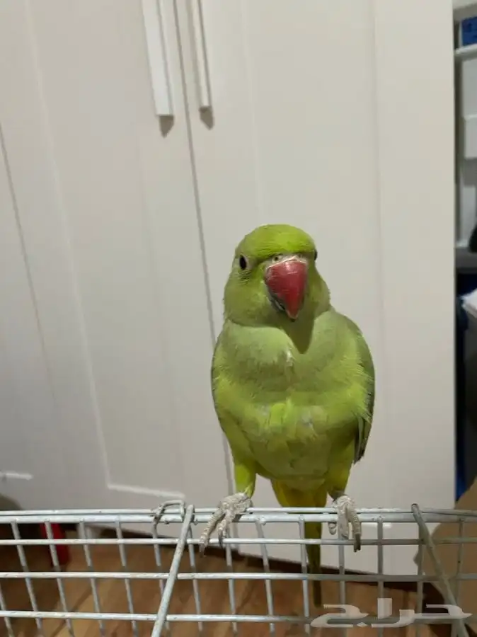 ببغاء درة اليف بدايه كلام 3