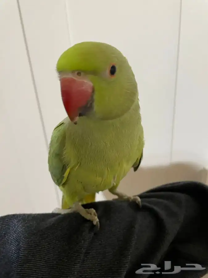 ببغاء درة اليف بدايه كلام 1