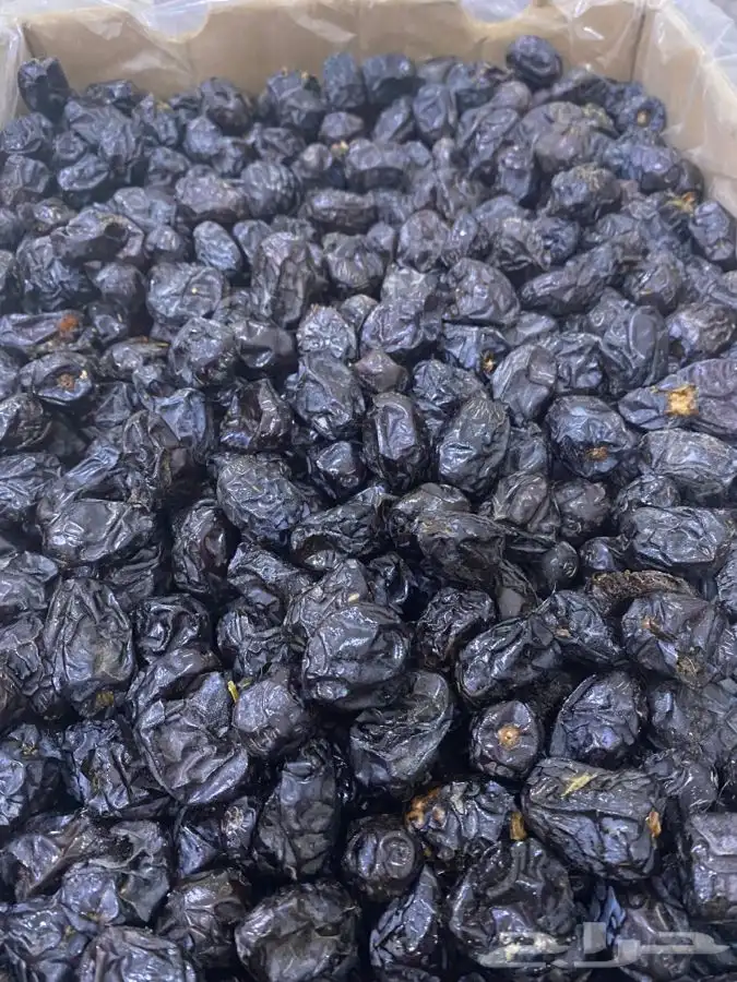 عجووة عالية المدينه 13