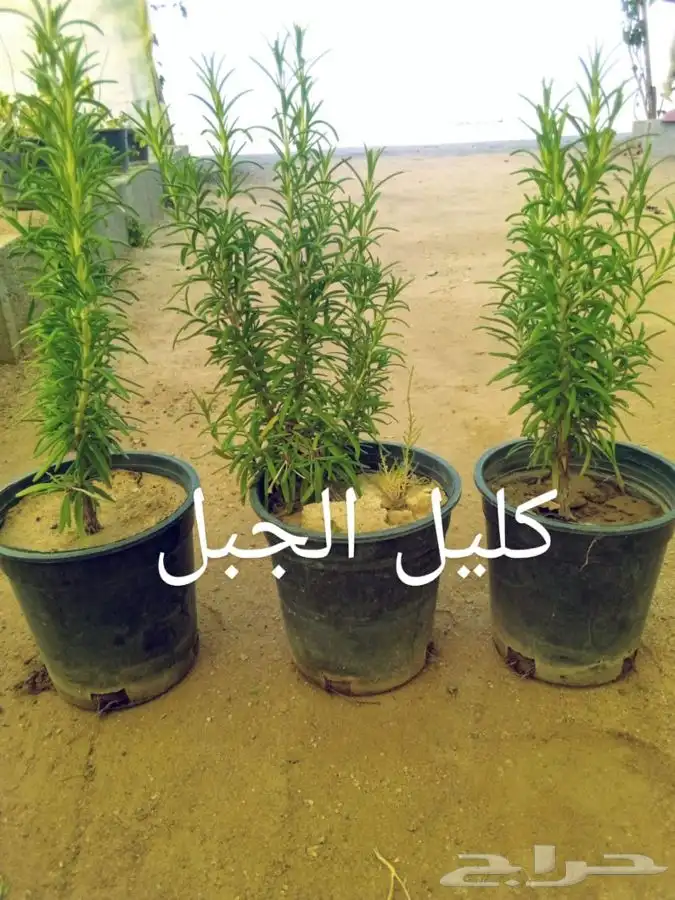 أشجار وشتلات مع التوصيل والزراعة 11