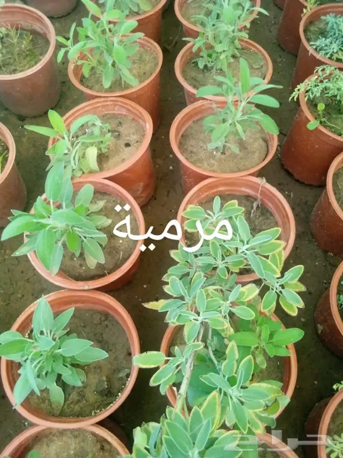 أشجار وشتلات مع التوصيل والزراعة 14