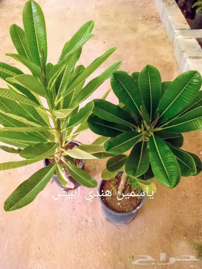 أشجار وشتلات مع التوصيل والزراعة 23