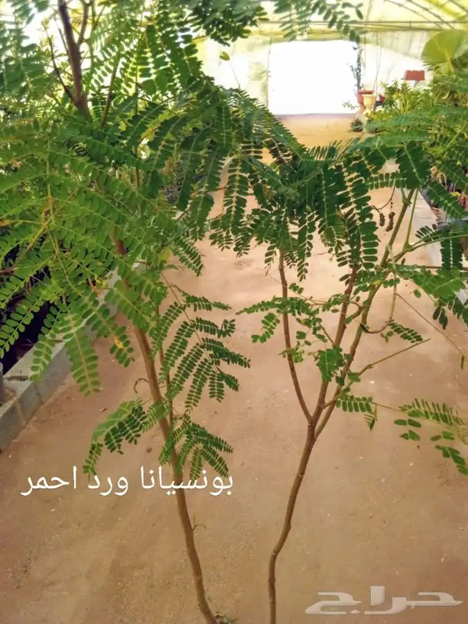 أشجار وشتلات مع التوصيل والزراعة 31
