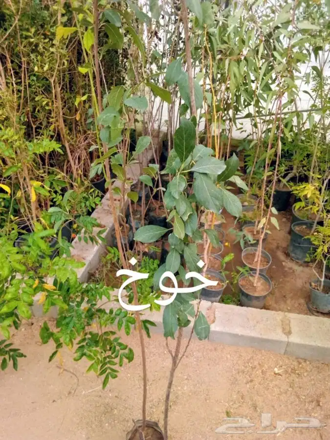 أشجار وشتلات مع التوصيل والزراعة 33