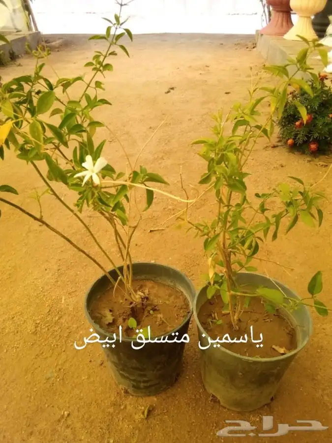 أشجار وشتلات مع التوصيل والزراعة 17
