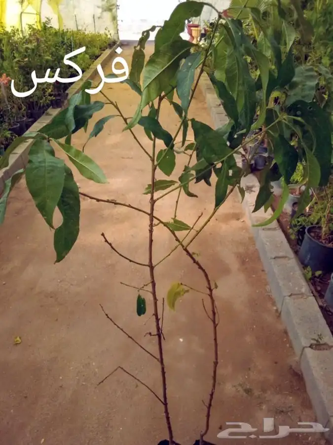أشجار وشتلات مع التوصيل والزراعة 30