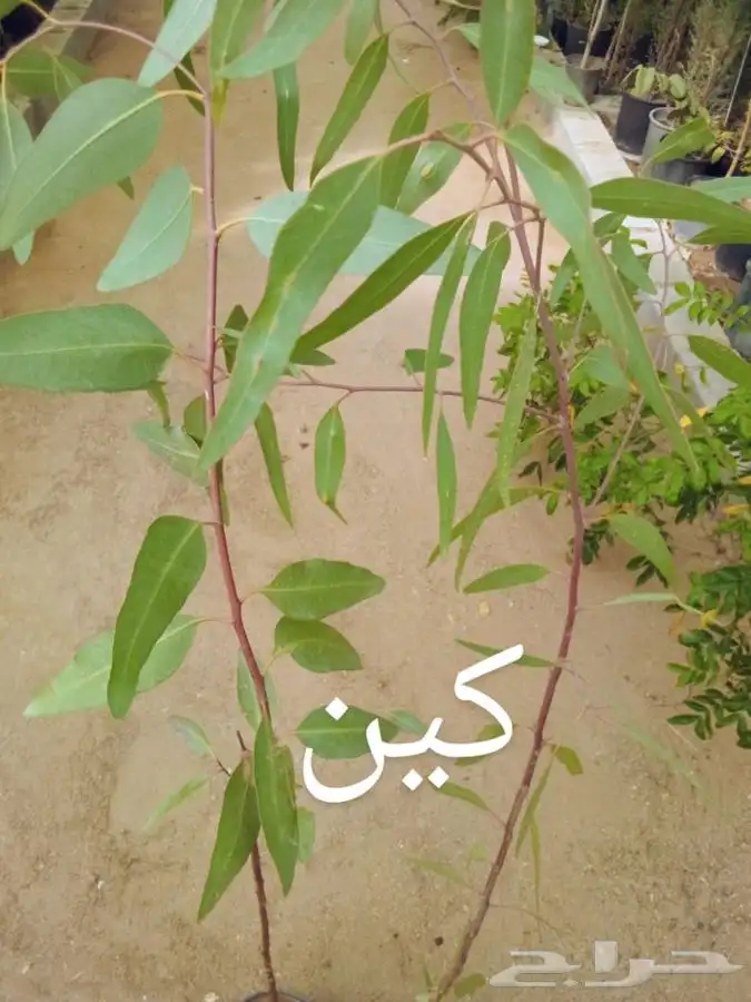 أشجار وشتلات مع التوصيل والزراعة 34