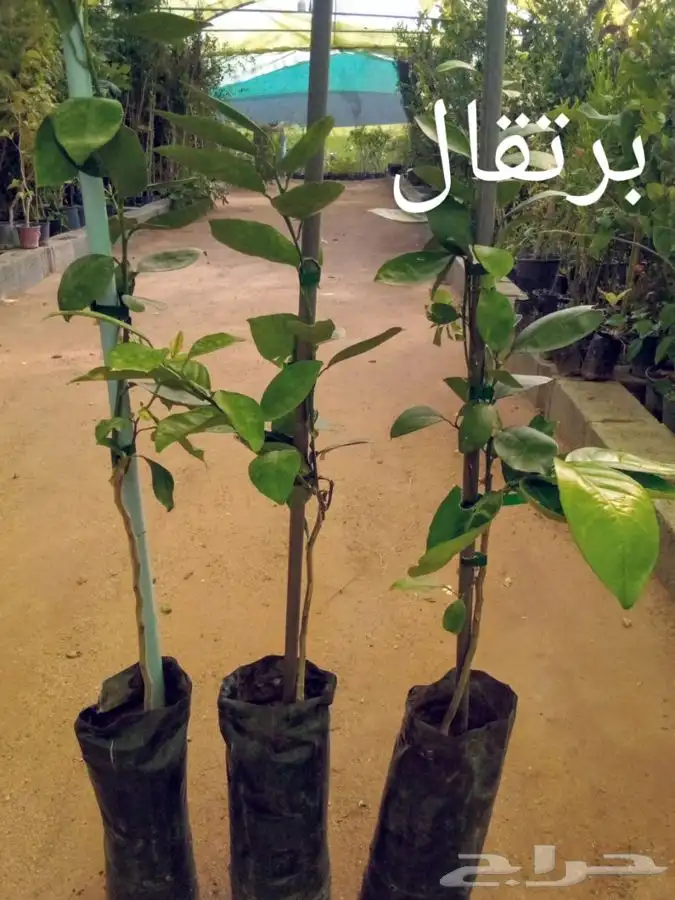 أشجار وشتلات مع التوصيل والزراعة 9