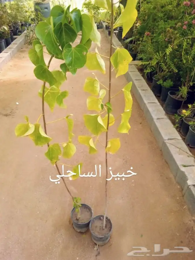 أشجار وشتلات مع التوصيل والزراعة 40