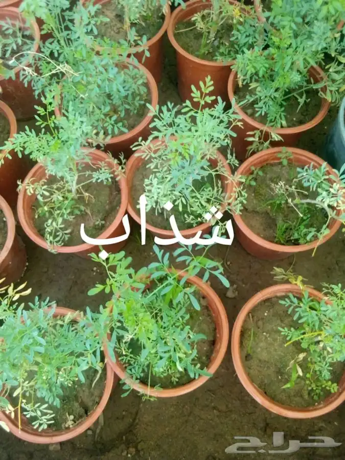 أشجار وشتلات مع التوصيل والزراعة 15