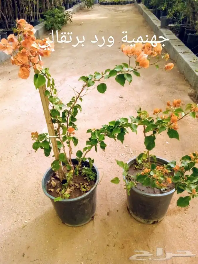 أشجار وشتلات مع التوصيل والزراعة 6