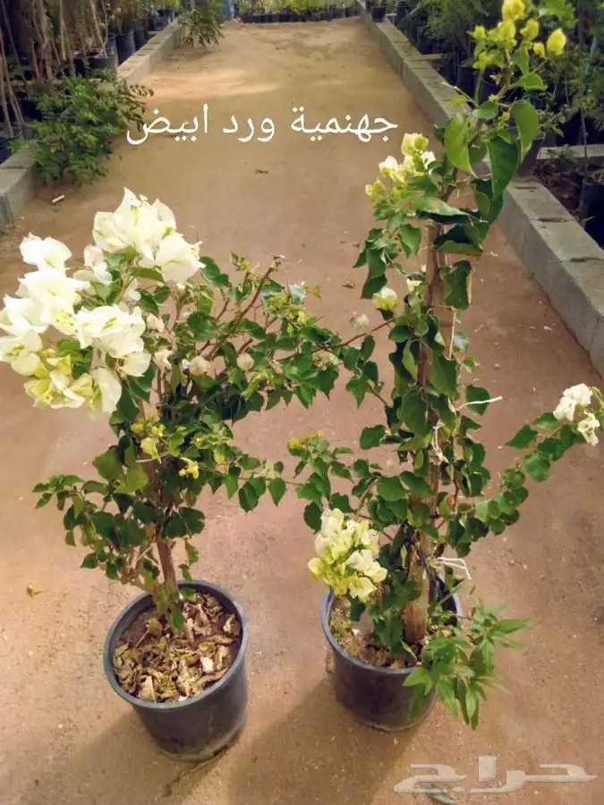 أشجار وشتلات مع التوصيل والزراعة 42
