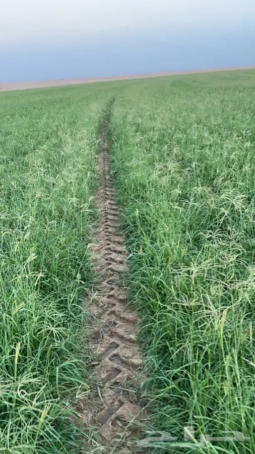 بذور رودس محلي 1