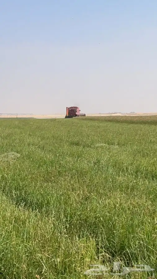 بذور رودس محلي 0