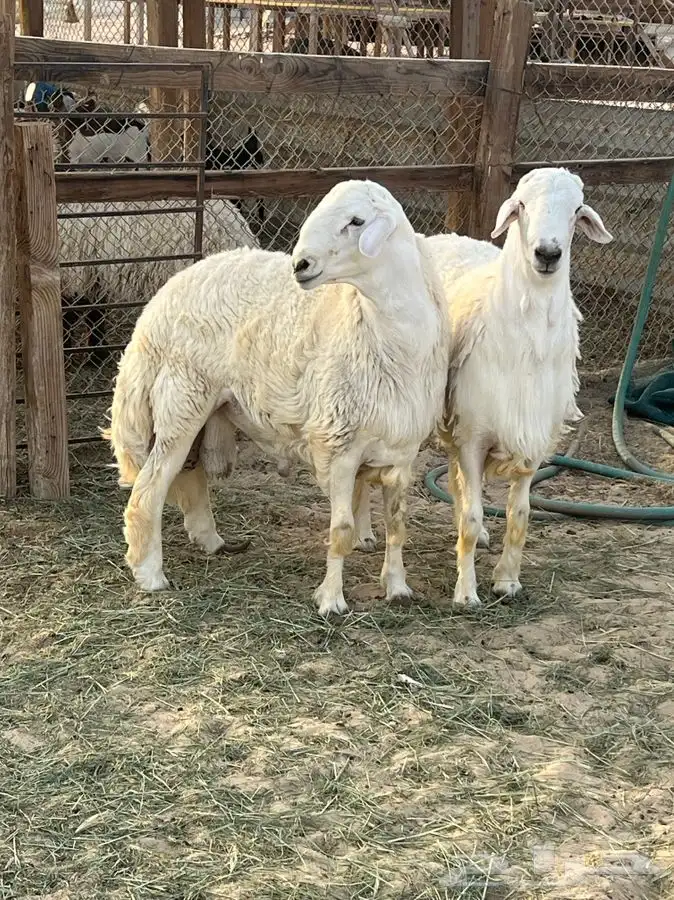 اطيب الذبايح حري و تيوس للثلاجه والمناسبات 0