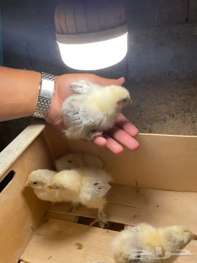صوص براهما كولمبي كونك 2