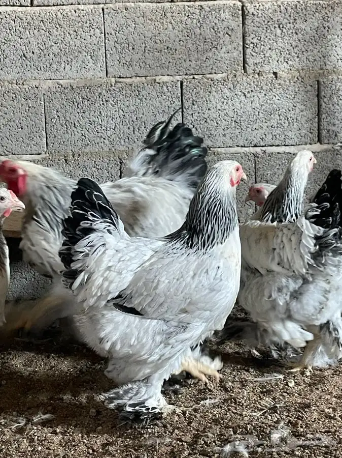 صوص براهما كولمبي كونك 4