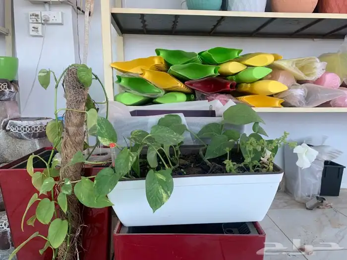 احواض ذاتية ري 7