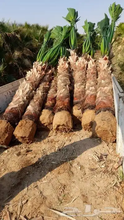 مشتل وتنسيق حدائق الرياض ابو ريان 2