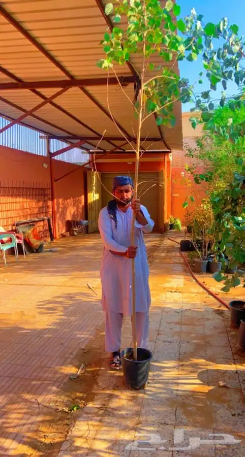 اشجار خبيز ساحلي 3 متر 0
