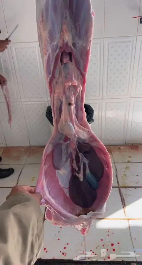 ذبايح سواكني طيبة للمناسبات والثلاجة تربية 7