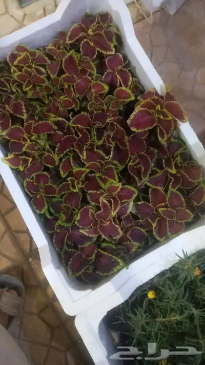 مشتل وتنسيق حدائق الرياض ابو ريان 5