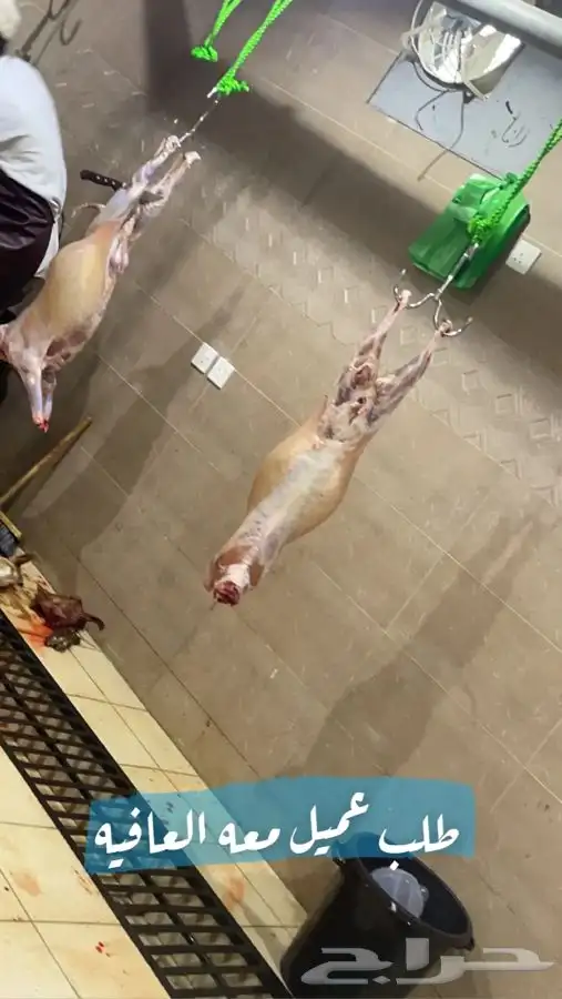 ذبايح خرفان تيوس 0