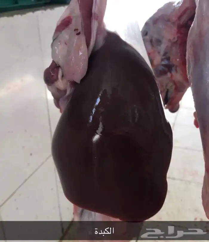 ذبايح سواكني طيبة للمناسبات والثلاجة تربية 2