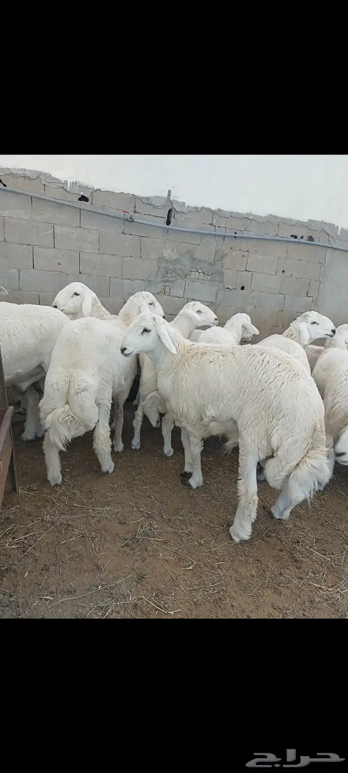 ذبايح ثلاجة مع التغليف و طبخ وتوصيل 6