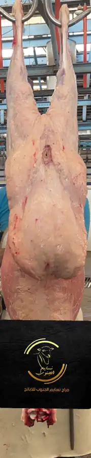 ذبايح خرفان تيوس 2