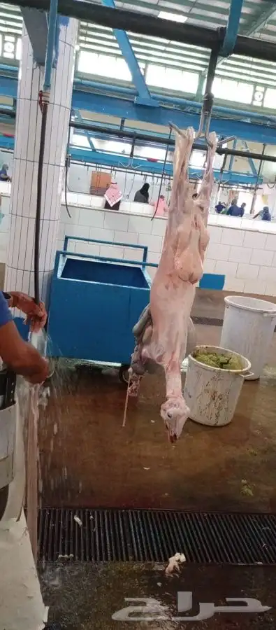 ذبايح خرفان تيوس 12