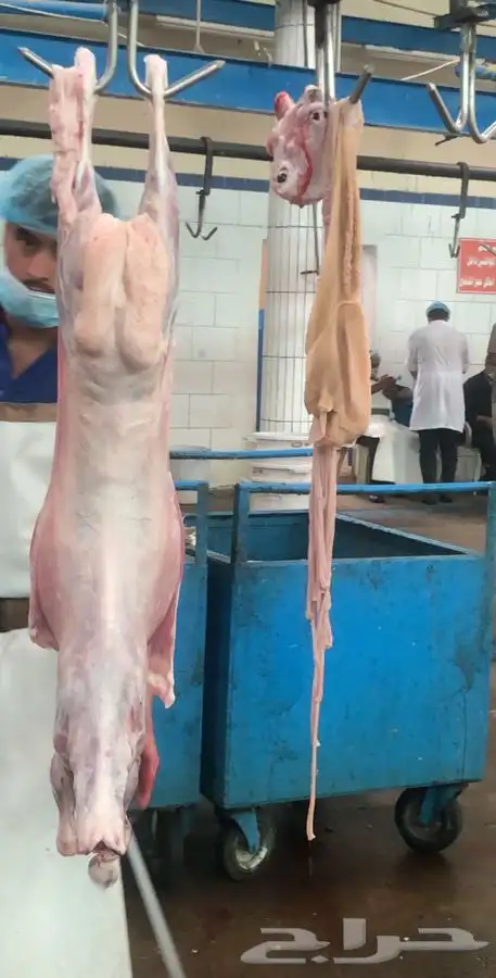 ذبايح خرفان تيوس 14