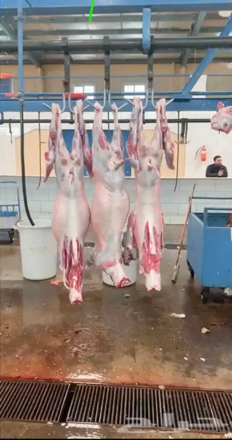 ذبايح خرفان تيوس 10