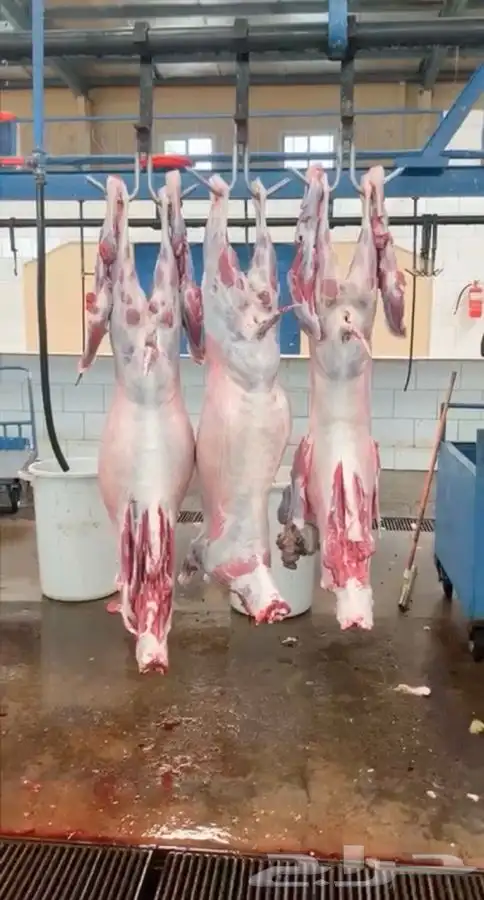 ذبايح خرفان تيوس 9