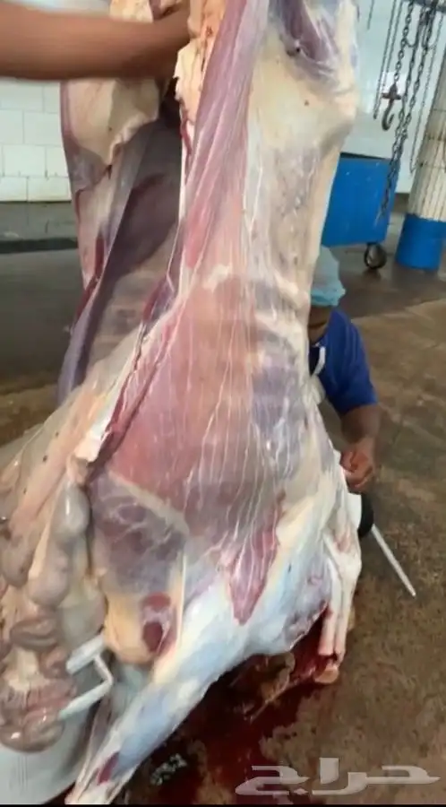ذبايح خرفان تيوس 7