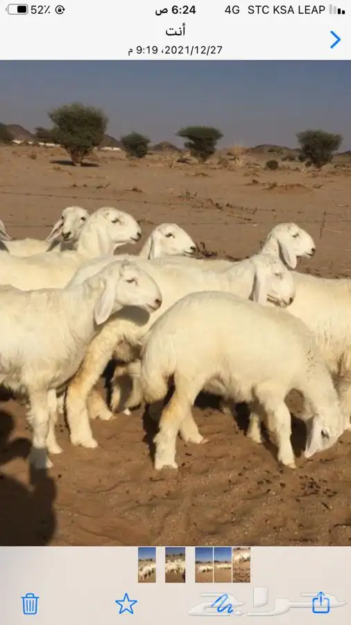 عروض الحريات رقم 2 حلال ابو حمدان الحبابي 43