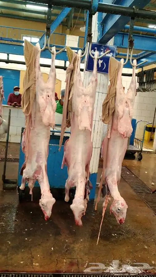 ذبايح خرفان تيوس 11