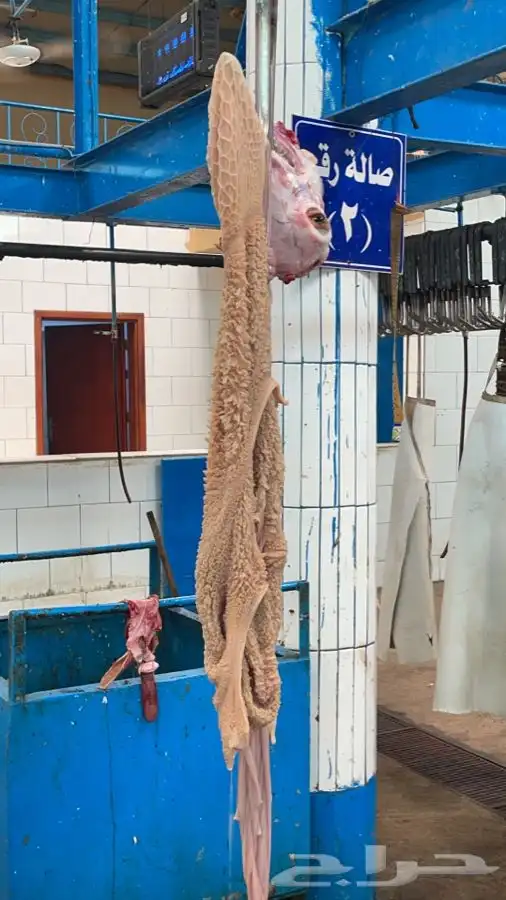 ذبايح خرفان تيوس 6