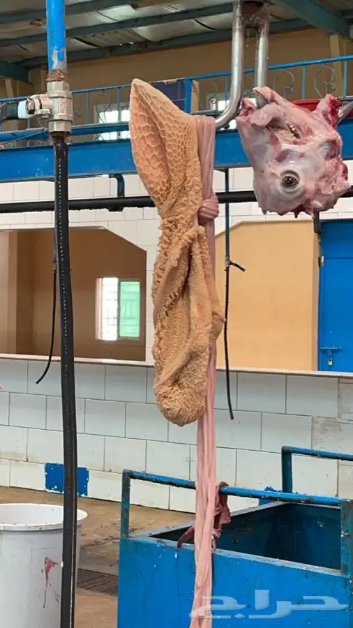 ذبايح خرفان تيوس 5